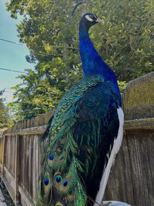 Black Shoulder PEACOCK Taxidermy Mount museum quality