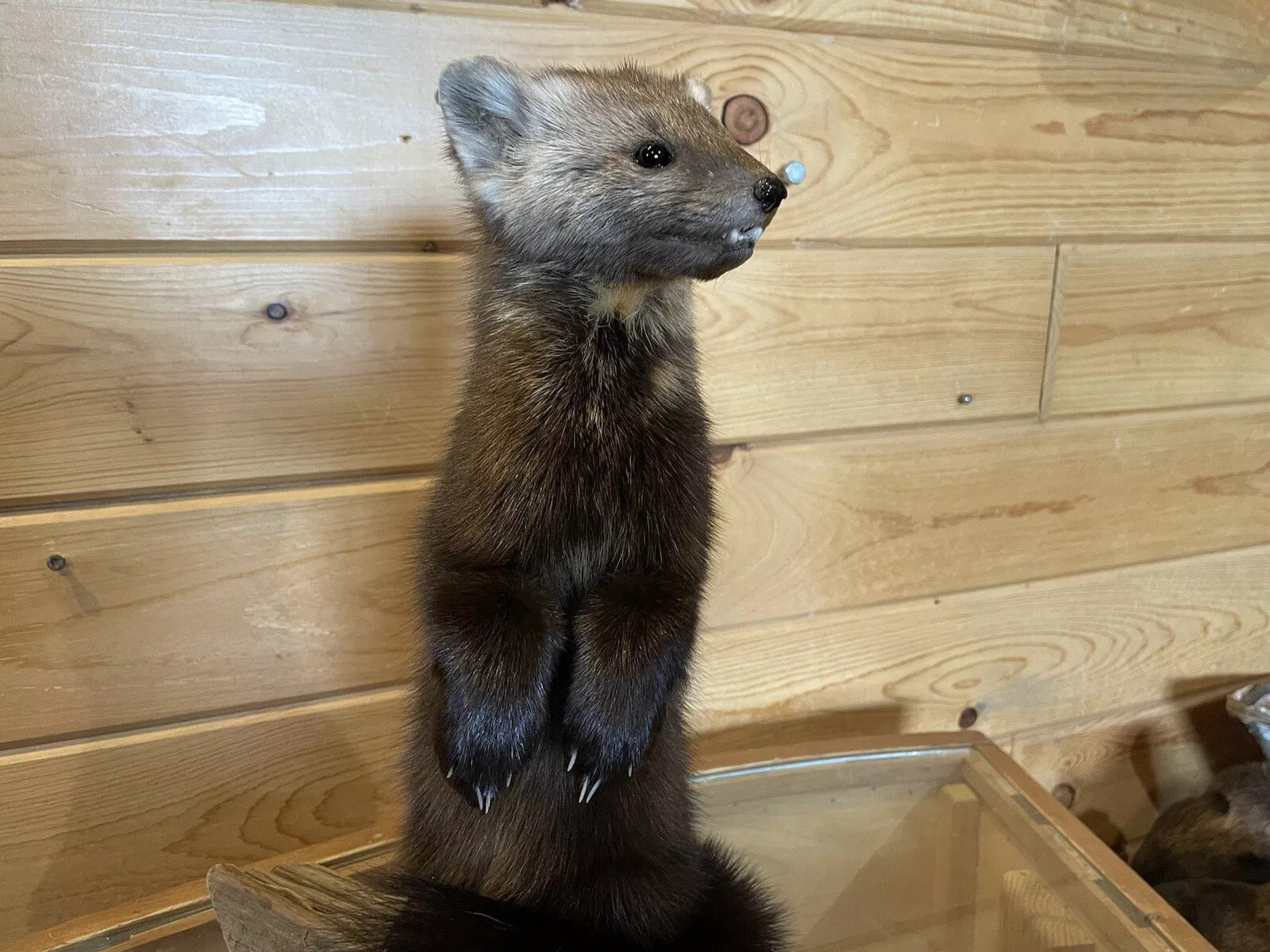 Pine Marten Alaskan Life Size Taxidermy Mount