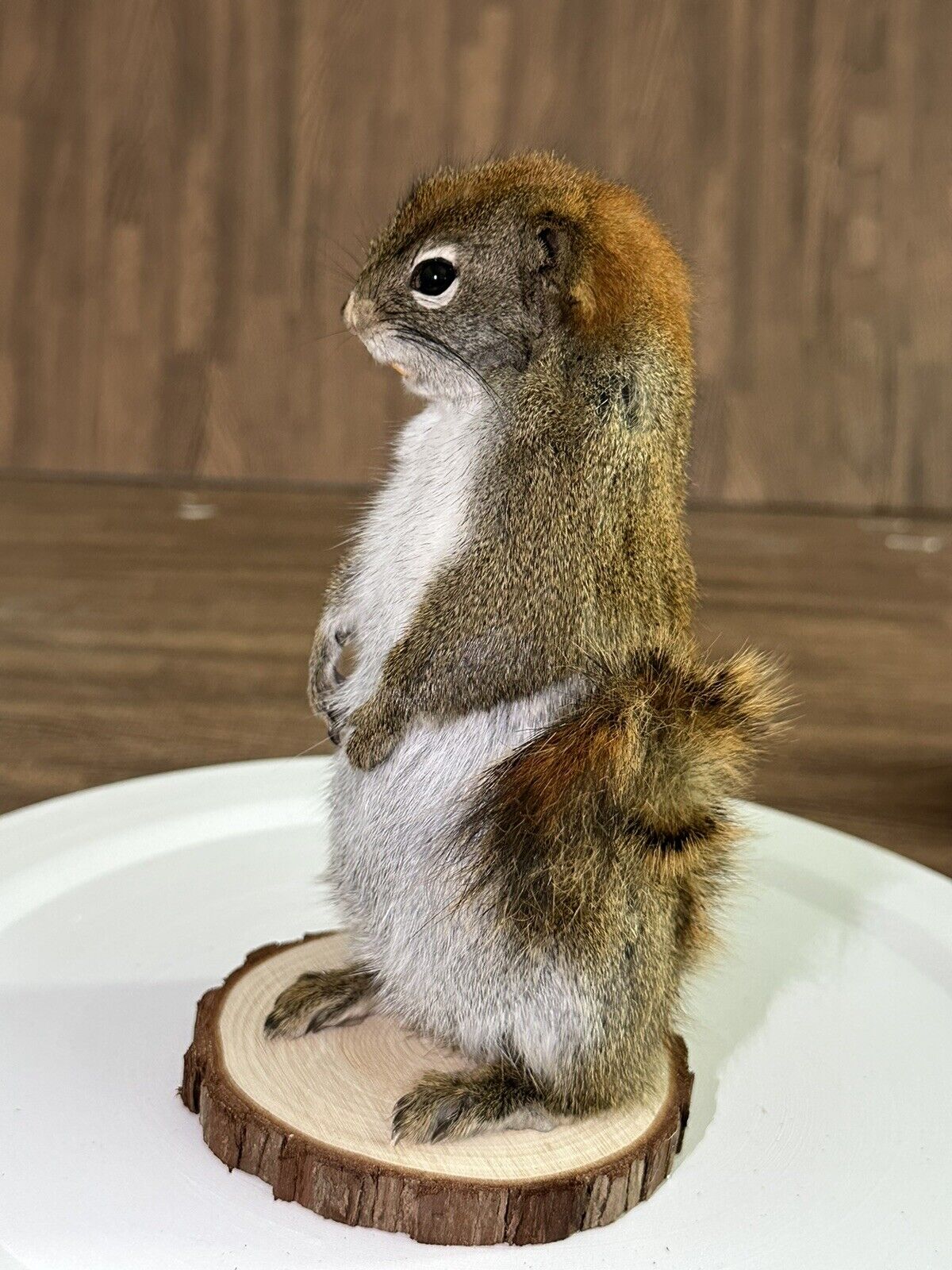 Beautiful Adorable Red Squirrel Small Animal Taxidermy Mount Art Wildlife 14S