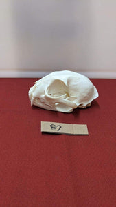 Real XL Alaskan Lynx Skull Animal Mounts Christmas Gifts Man Cave Decor Craft