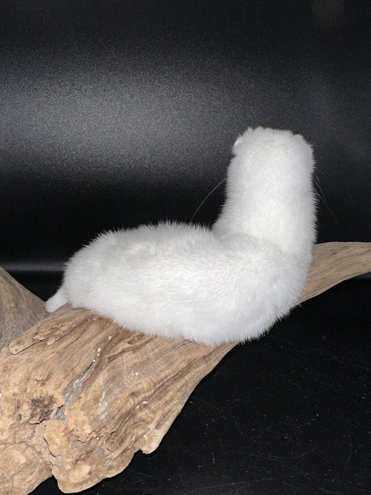 Beautiful Adorable Weasel Ermine Small Animal Taxidermy Mount Art Wildlife 22W