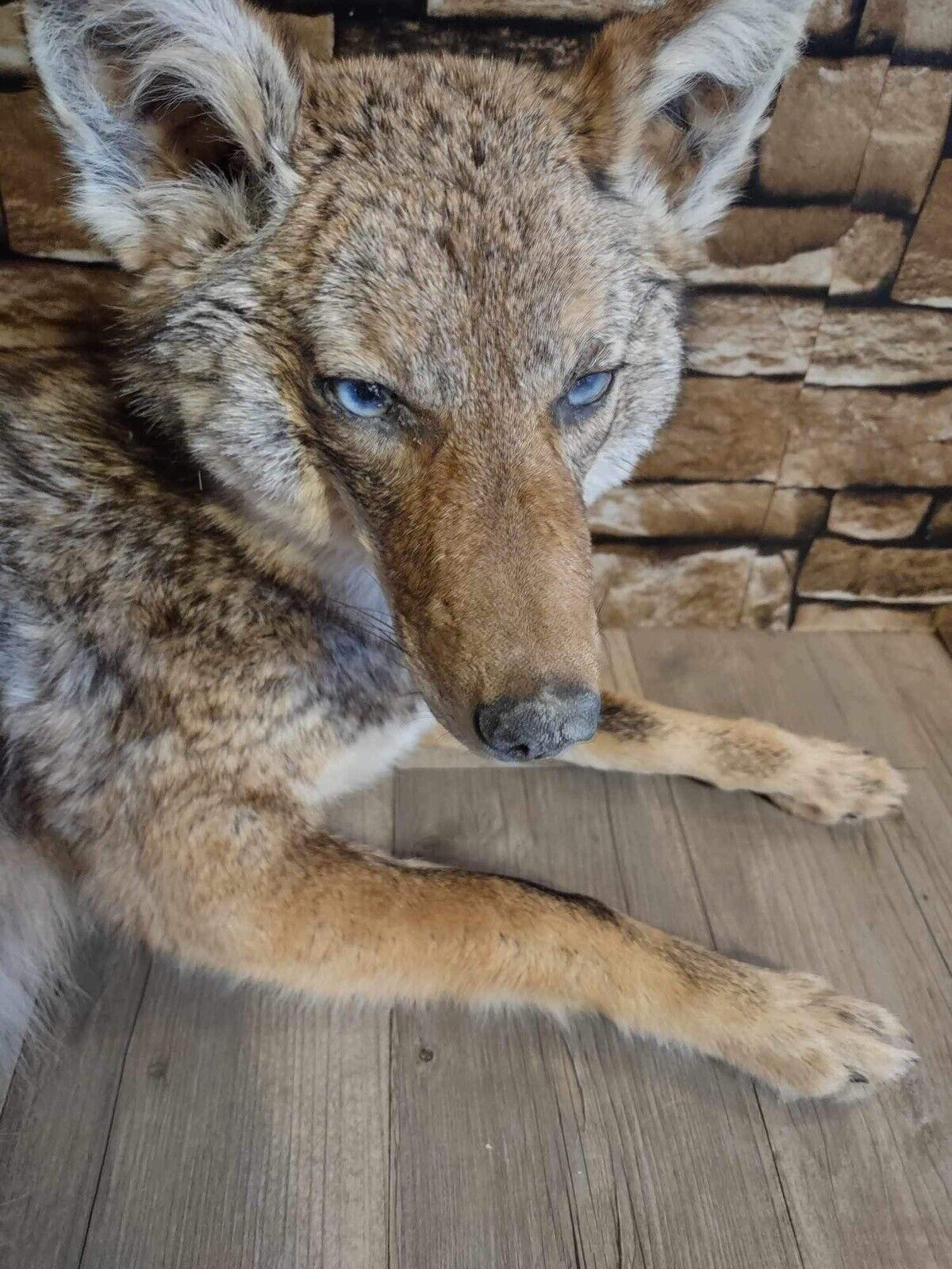 Coyote Taxidermy Custom Full Body Mount Home Camp Wall Decor Hunting Cabin