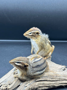 Beautiful Adorable Chipmunk Small Animal Taxidermy Mount Art Wildlife