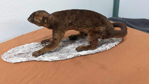 New Full Body Kinkajou Taxidermy Mount