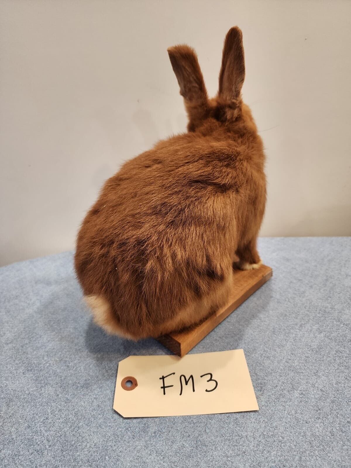 Taxidermy, CUTE, SOFT, Bunny Rabbit, Easter Bunny Log Cabin Lodge