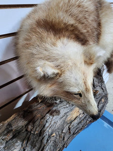 Rare Long Fur Blonde Raccoon Taxidermy Mount