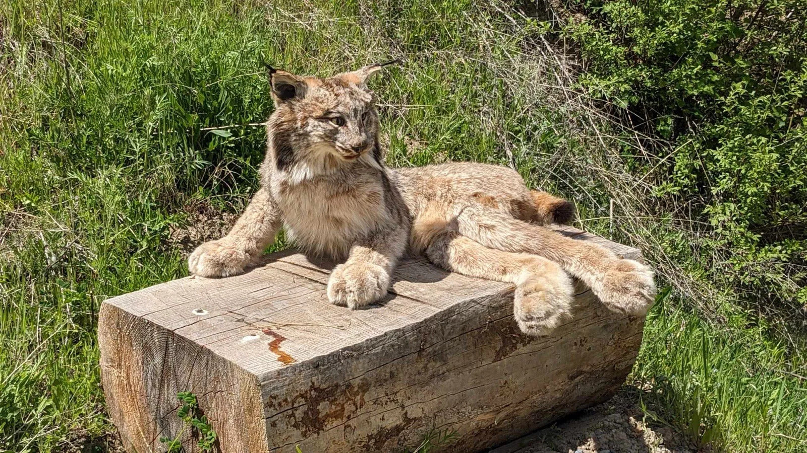 Alaskan Lynx Taxidermy Full Body Mount Prime Fur