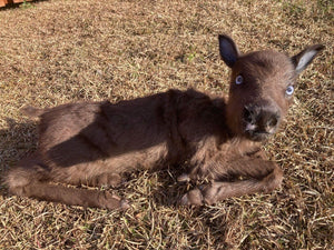 Rare Real Baby Caribou Taxidermy Soft Mount - Posable