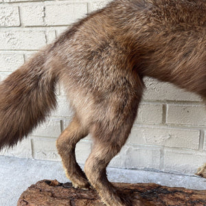 Taxidermy Red Fox (Full Body) On Pine Log