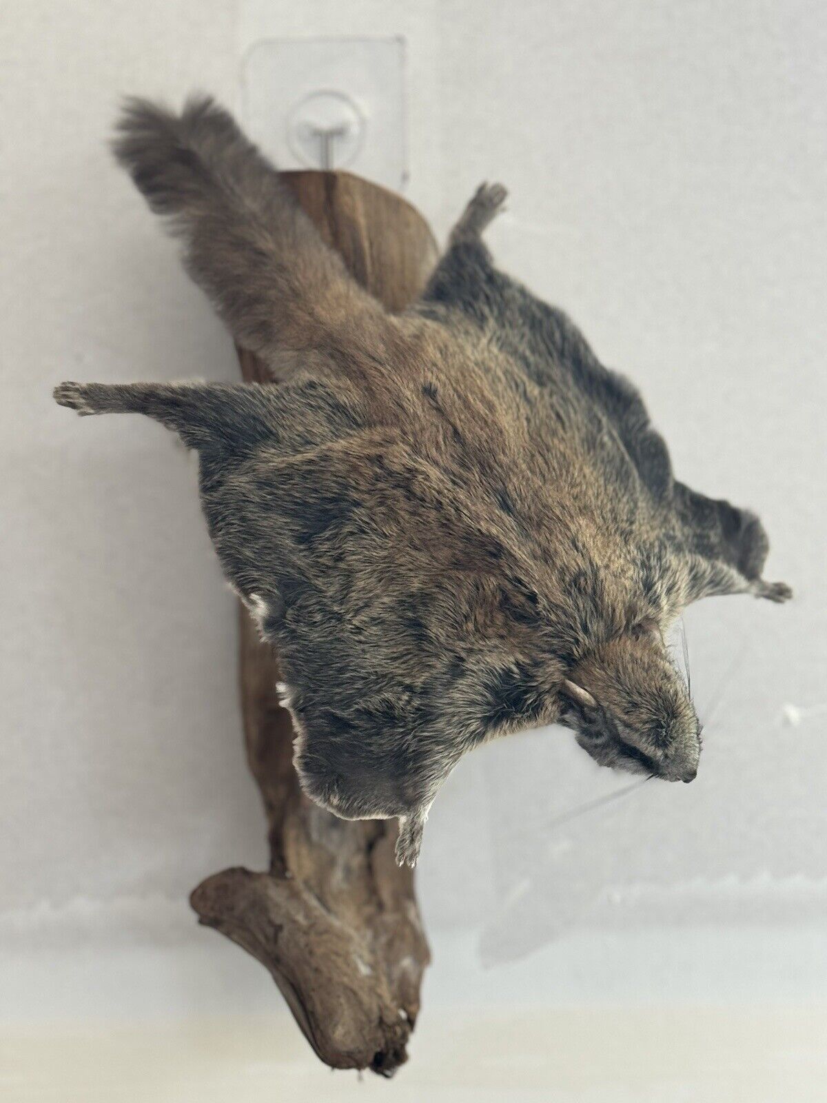 Beautiful Adorable Flying Squirrel Small Animal Taxidermy Mount Art Wildlife #9