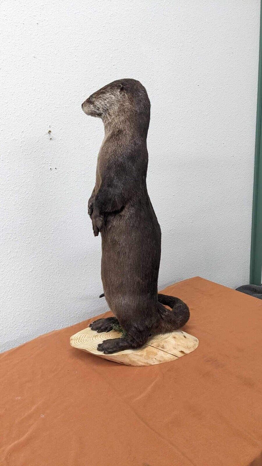 New Full Body Otter Taxidermy Mount