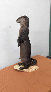 New Full Body Otter Taxidermy Mount