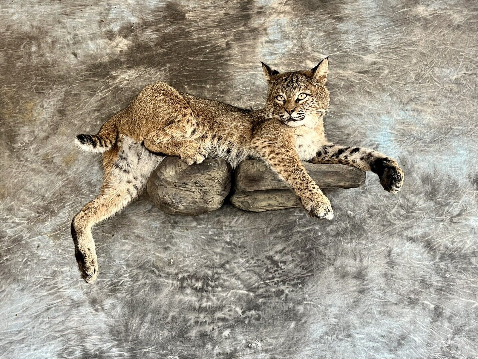 Bobcat Taxidermy Wall Mount Custom Wildlife Fur Hunting Decor Full Body New!
