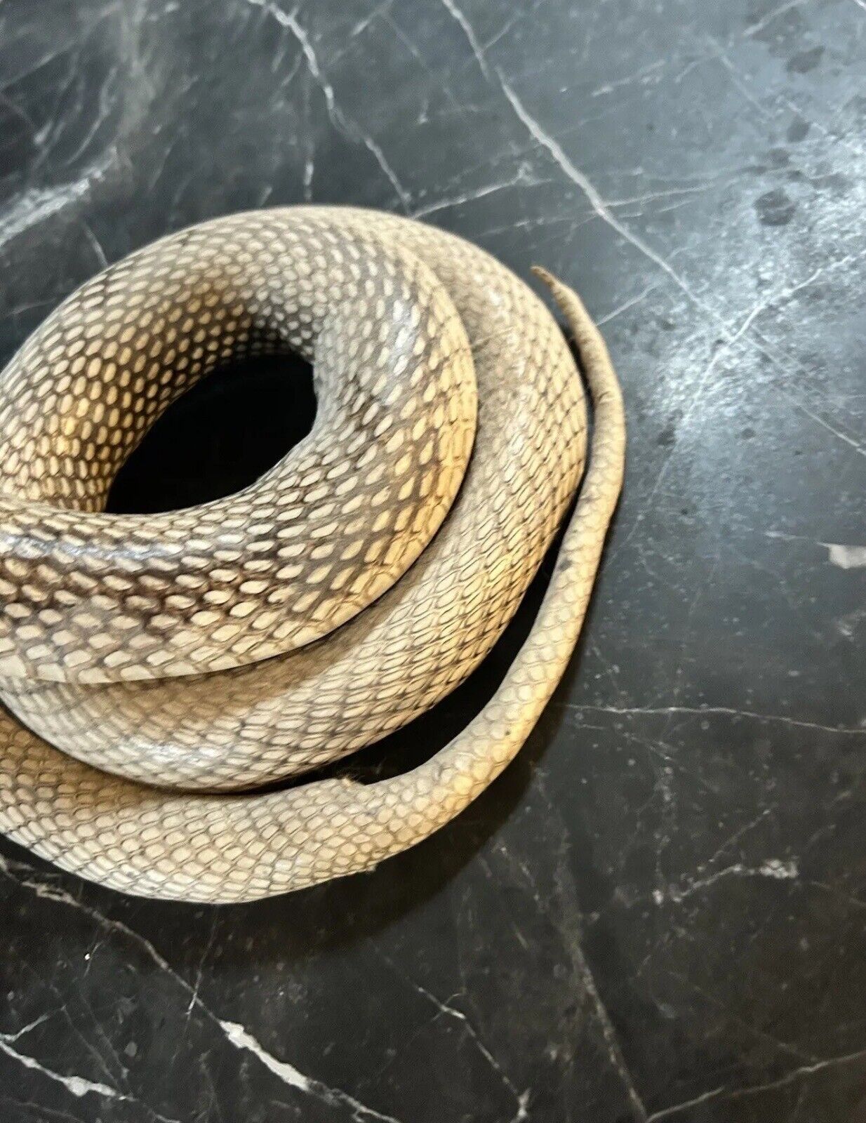 Real Beautiful Cobra Snake Taxidermy Mount