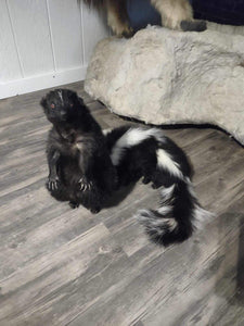 Skunk Taxidermy Mounts Full Body Mount