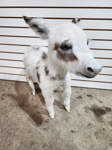 Rare Real Baby Donkey Taxidermy Soft Mount - Not Posable