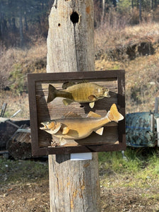 Beautiful Real Skin Large Walleye + Small Bass Taxidermy Wall Mount Art Wildlife