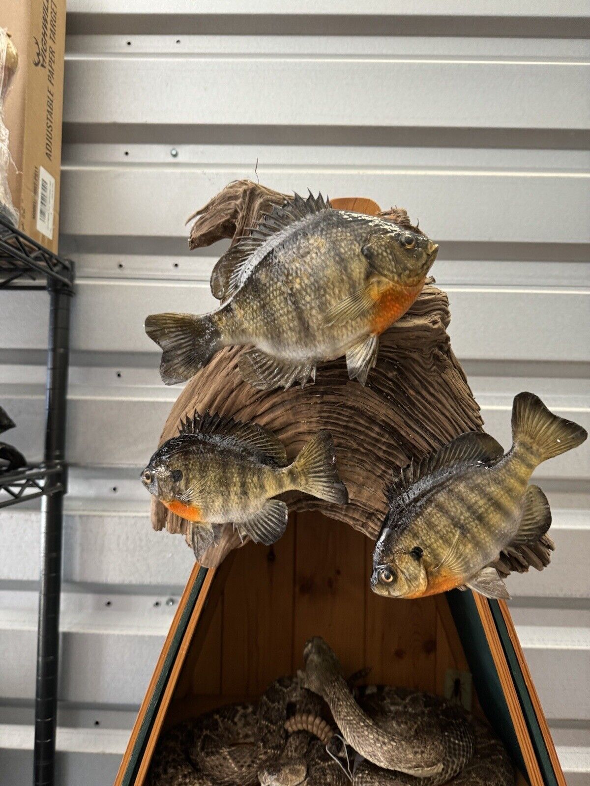 Real Skin Beautiful Sunfish Fish Taxidermy Wall Mount – buffalo shop