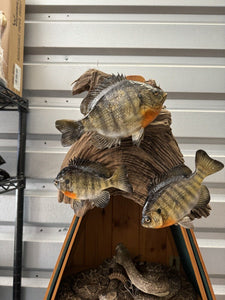 Real Skin Beautiful Sunfish Fish Taxidermy Wall Mount