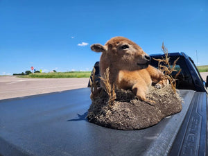 Real Baby Buffalo / Bison Taxidermy Mount New