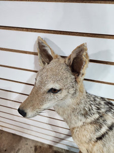 Black jackal African Taxidermy Mount