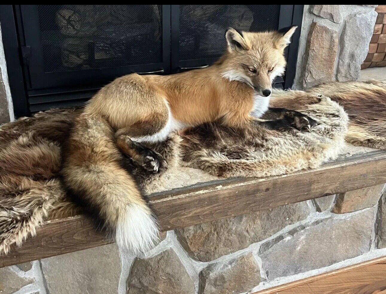 Red Fox Taxidermy Full Body Mount Cabin Camp Man Cave Home Office Den Decor NEW!