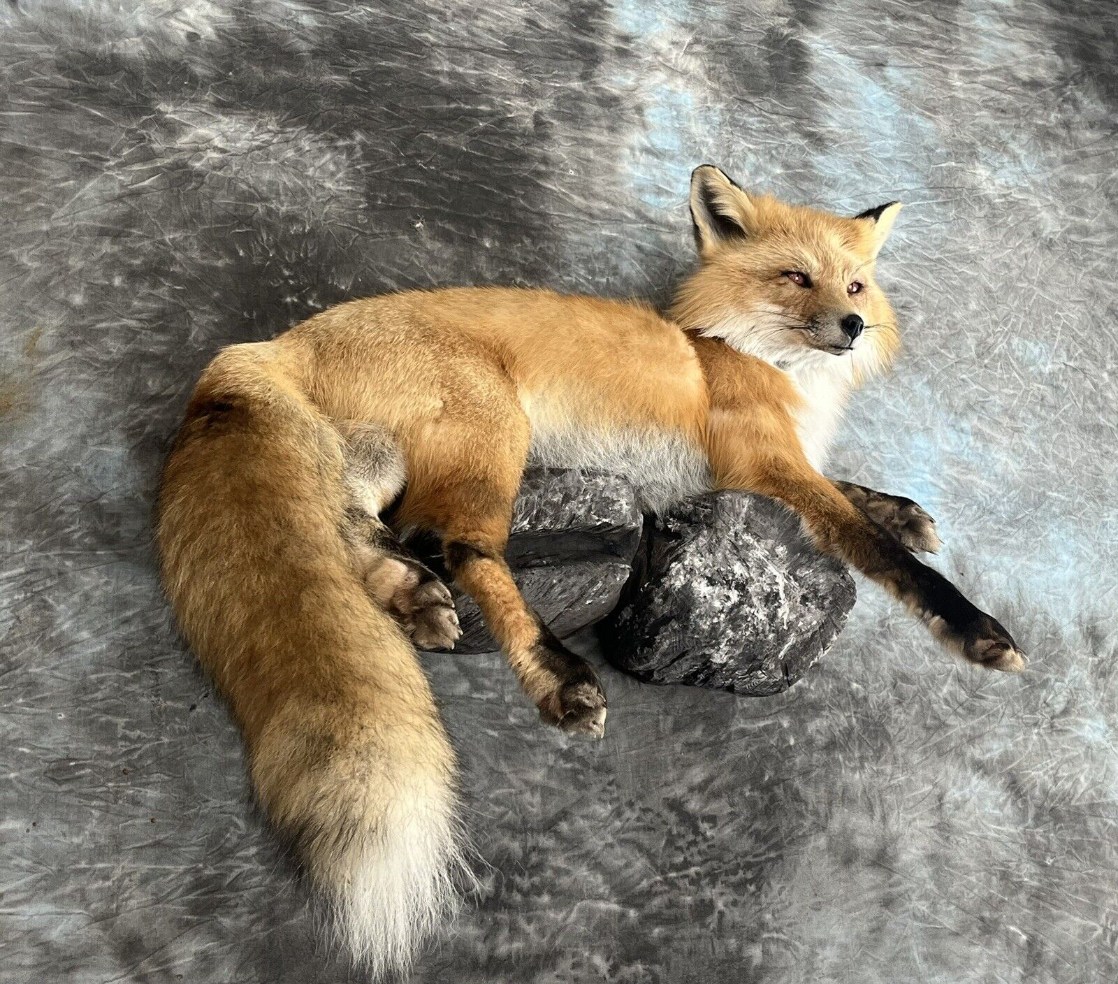 Red Fox Taxidermy Wall Mount Custom Wildlife Fur Hunting Decor Full Body New!