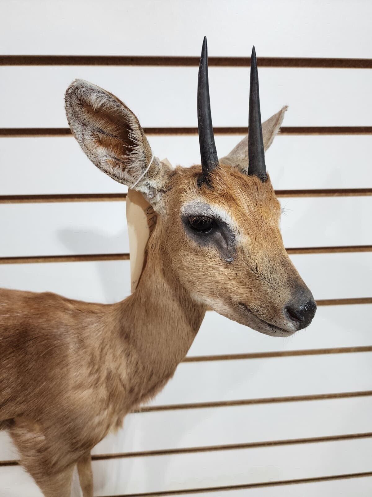 oribi, (Ourebia ourebi) Deer Fawn Taxidermy Mount