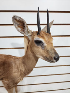 oribi, (Ourebia ourebi) Deer Fawn Taxidermy Mount