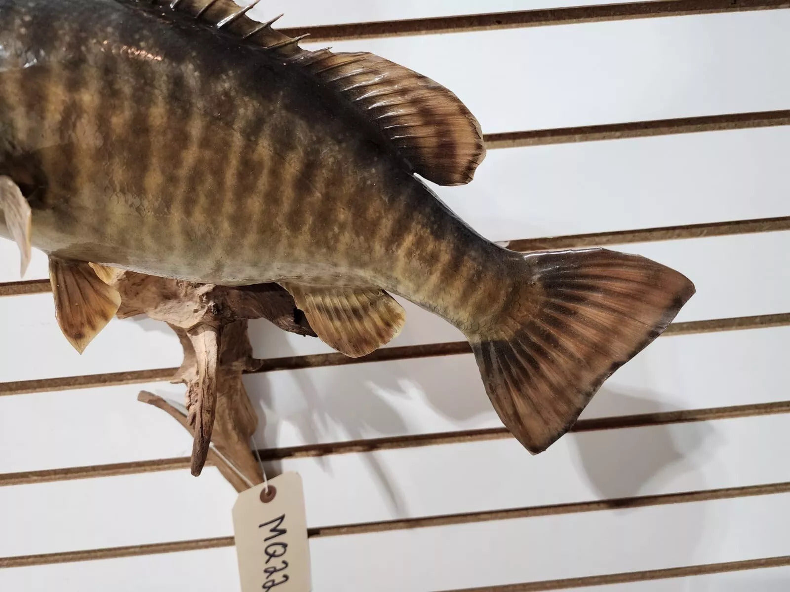 Real Skin smallmouth bass 16" Taxidermy Wall Mount Fish Real