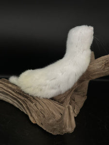 Beautiful Adorable Weasel Ermine Small Animal Taxidermy Mount Art Wildlife 14W