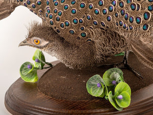 Grey Peacock-Pheasant (Polyplectron Bicalcaratum) Taxidermy Stand Mount