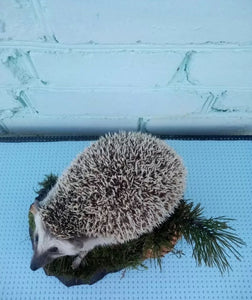 Large Hedgehog Taxidermy Mount