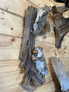 Beautiful Adorable Red Squirrel Small Animal Taxidermy Wall Mount