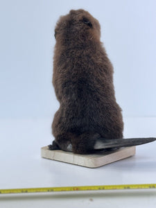 Beautiful Adorable Baby Beaver Kit Taxidermy Mount Art Wildlife #6