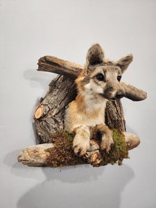 Beautiful Grey Fox Taxidermy Wall Mount In Den