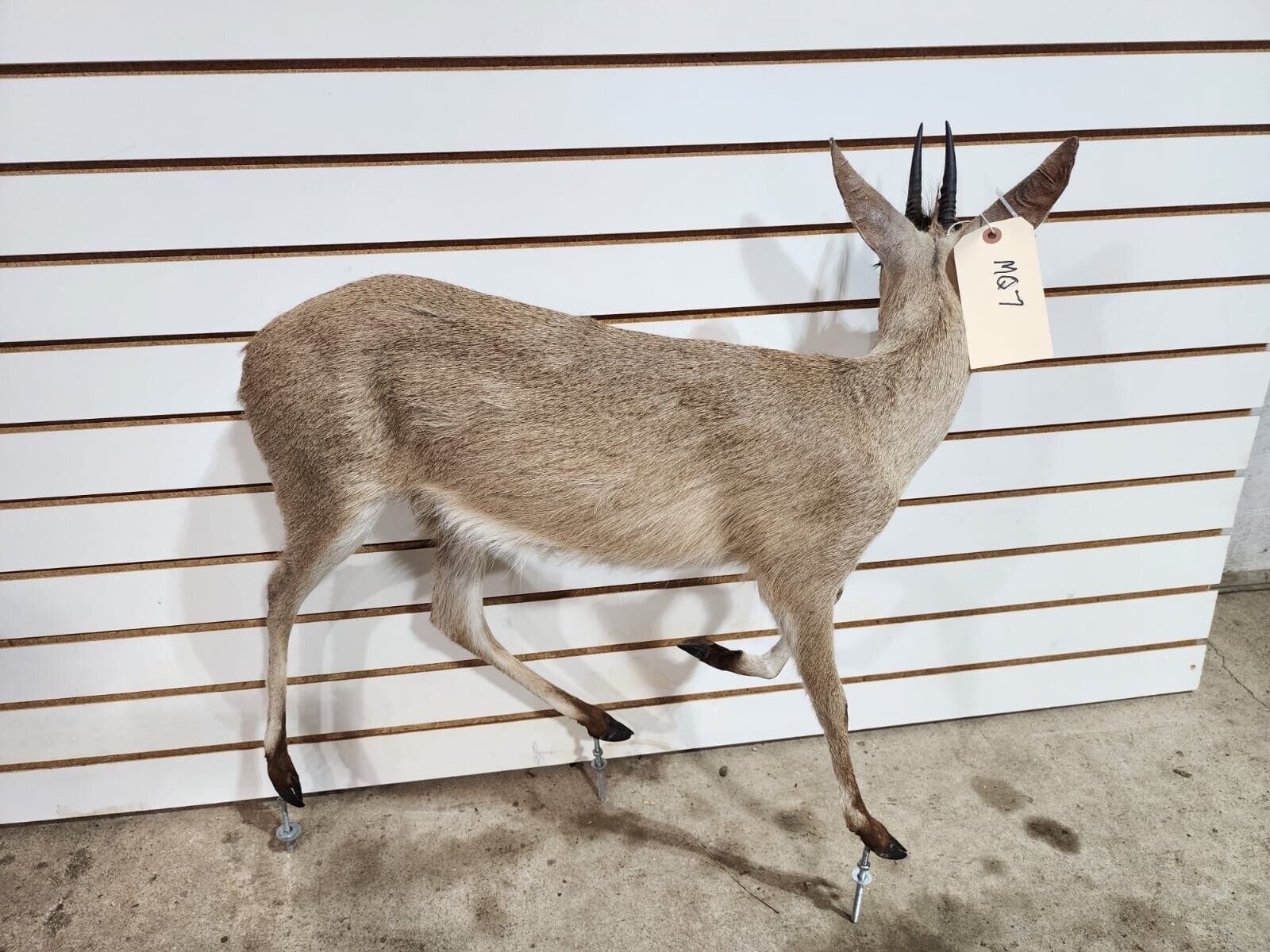 Steinbok Deer Fawn Taxidermy Mount