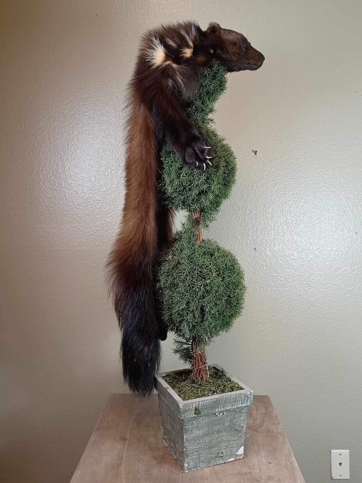 Beautiful Real Alaskan Wolverine Prime Fur Trapper Hat Taxidermy