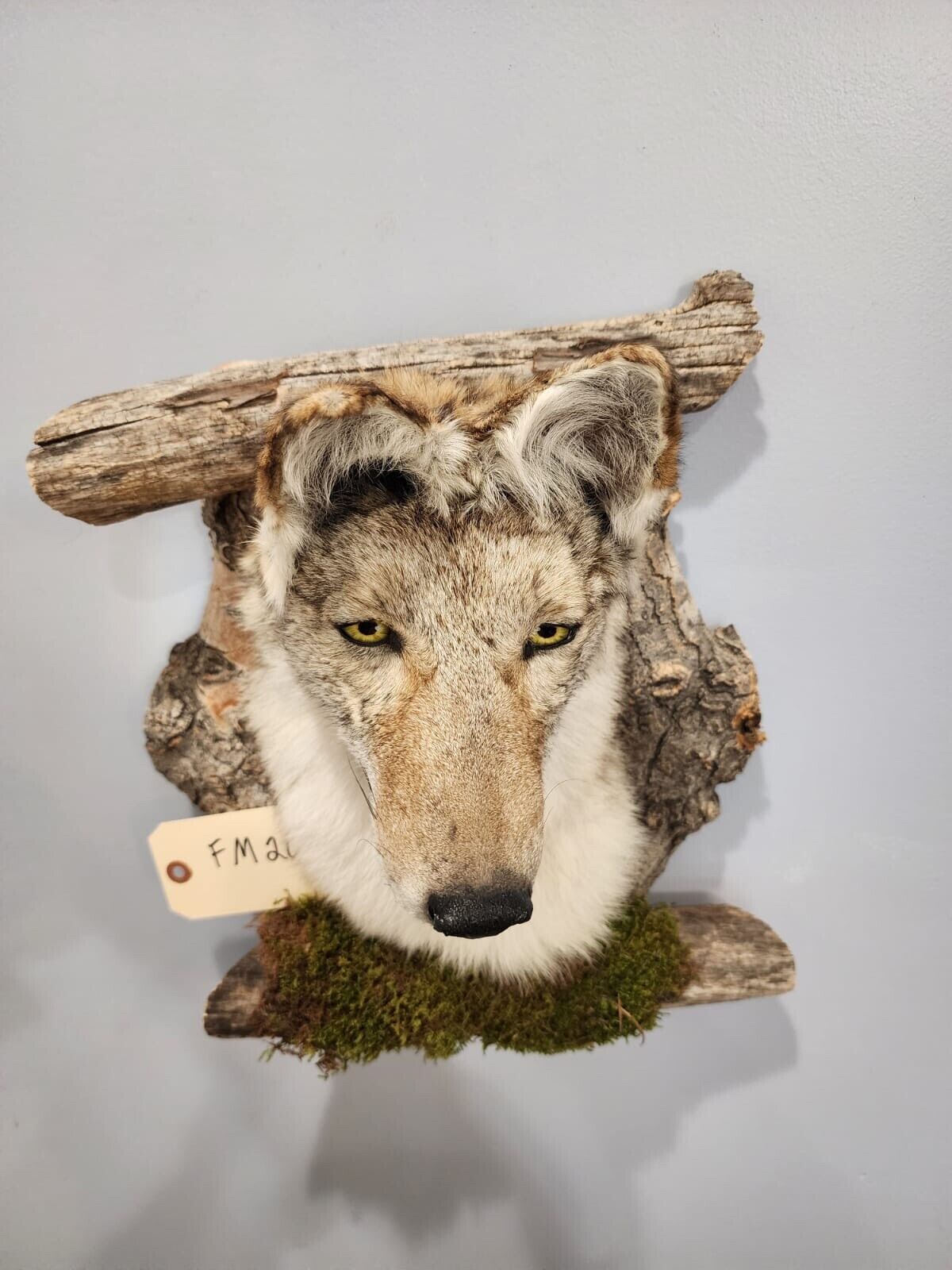 New Coyote Den Taxidermy Mount