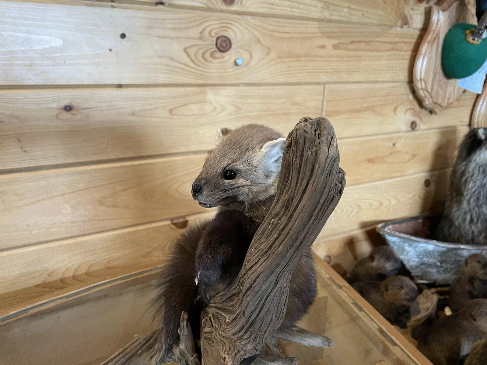 Pine Marten Alaskan Life Size Taxidermy Mount