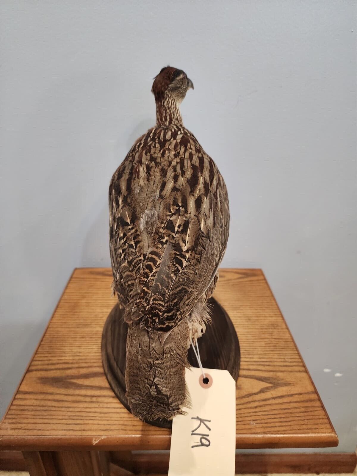 Beautiful Erckel's Francolin (Pternistis Erckelii) Bird Taxidermy Mount