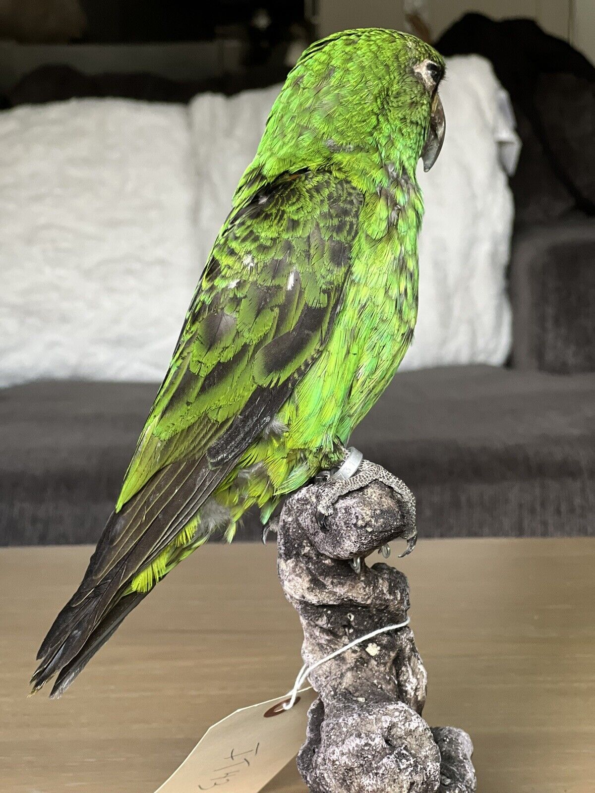 Fhcm88 - Red fronted parrot Taxidermy Mount Beautiful Colors