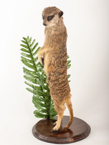 Rare Meerkat / Suricate Real Taxidermy Mount