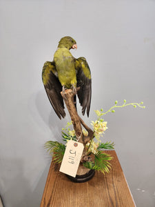 Real Regent Parrot Taxidermy Mount Beautiful Colors