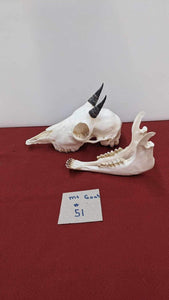 Super Rare Complete Alaskan Baby Mountain Goat Skull.
