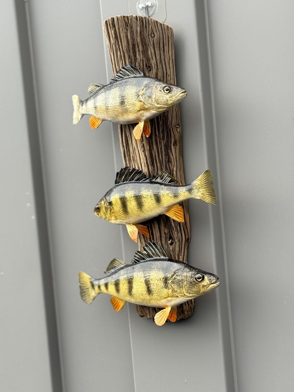 Beautiful Perch Fish Taxidermy Wall Mount Art Wildlife