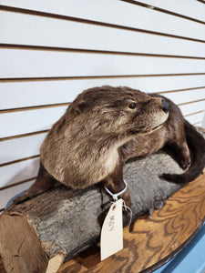 New Full Body Otter Taxidermy Mount