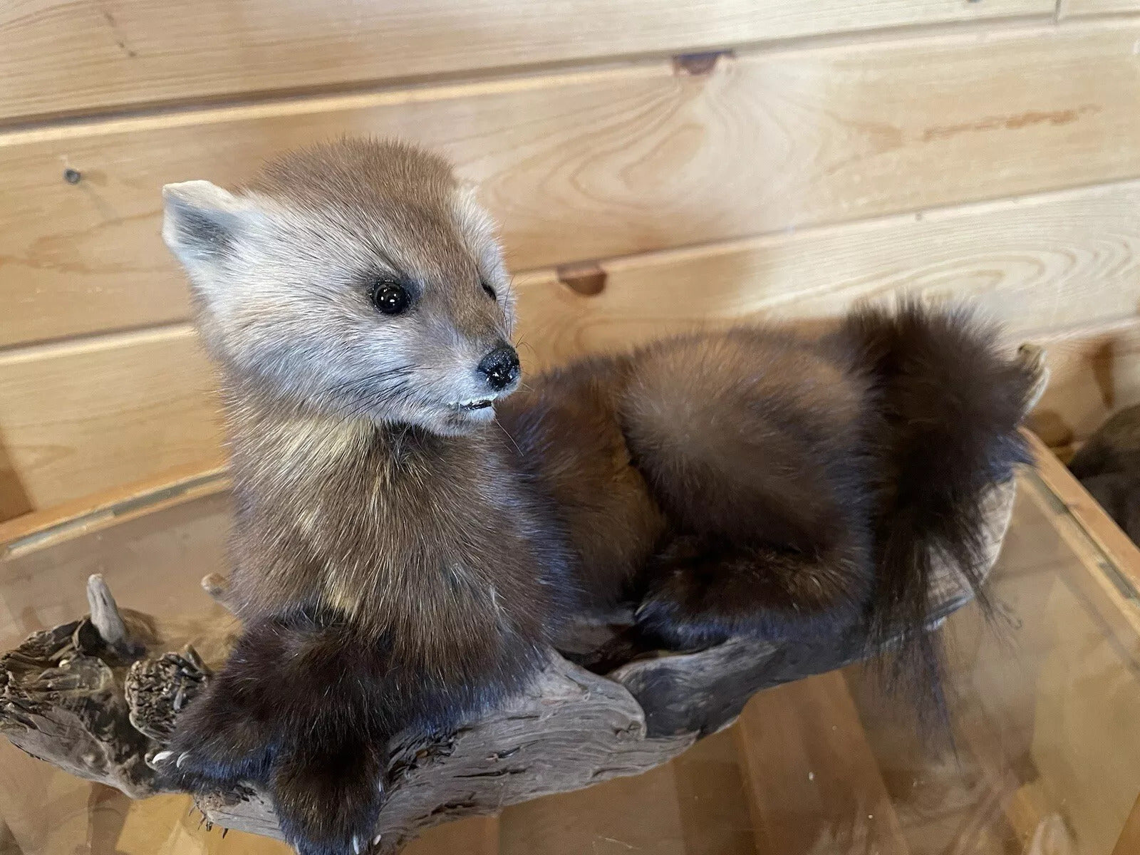 Pine Marten Alaskan Life Size Taxidermy Mount