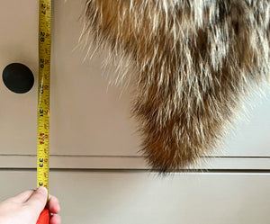 tanned fluffy badger pelt taxidermy vintage fur feet claws skin