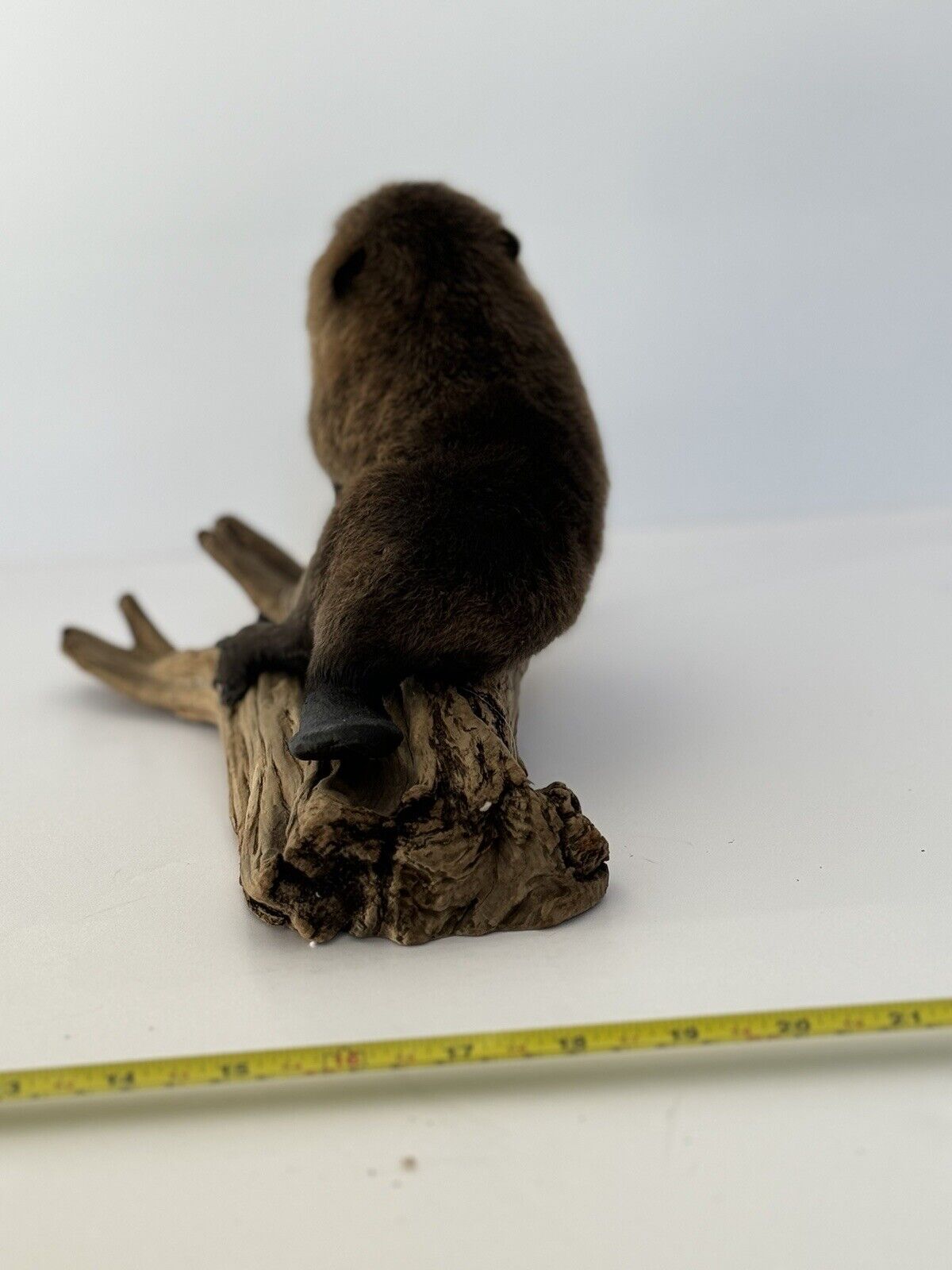 Beautiful Adorable Baby Beaver Kit Taxidermy Mount Art Wildlife #3